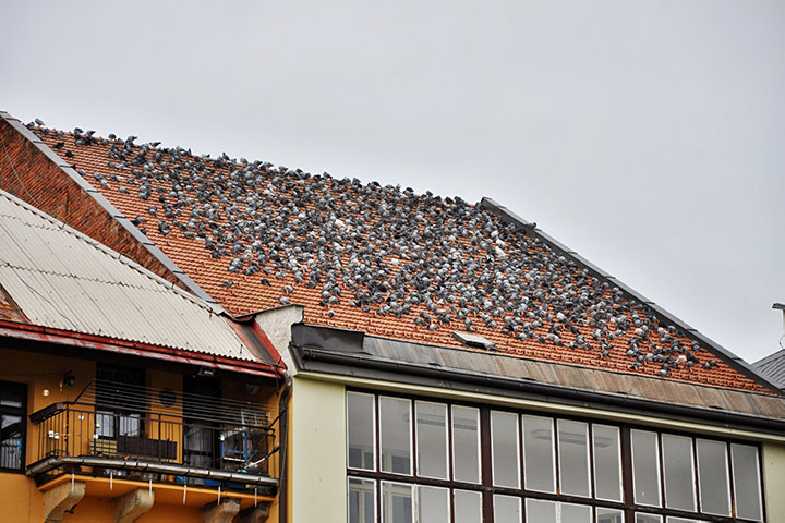 A2B Pest Control are able to install spikes to deter birds from roofs in South Ealing. 