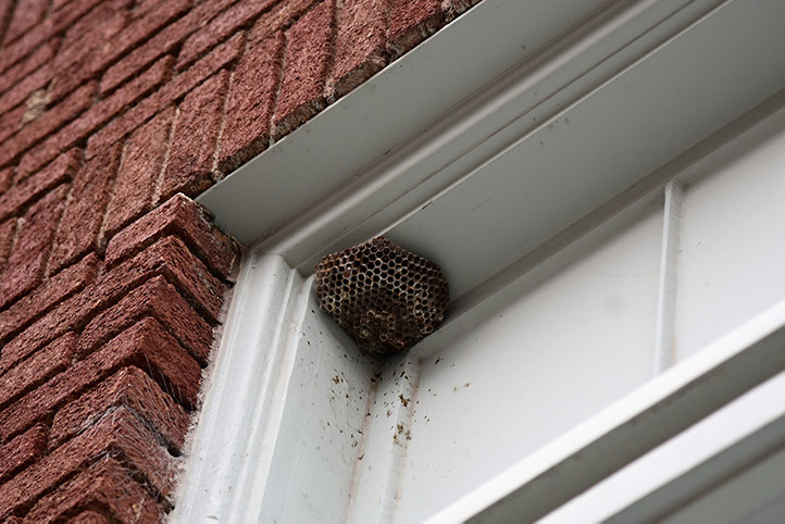 We provide a wasp nest removal service for domestic and commercial properties in South Ealing.